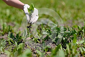 Gardener`s hand in a glove holds a weed over the garden