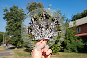 Gardener\'s hand holding red maple leaf diseased of powdery mildew, fungal disease of maple trees.