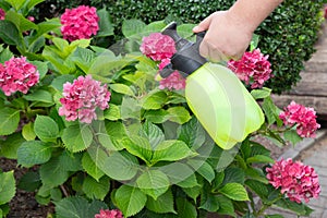 Gardener\'s hand holding spraying bottle. Spraying blooming hydrangeas with water or insecticides and fungicides.