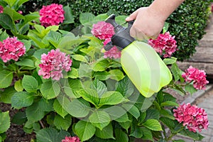 Gardener\'s hand holding spraying bottle. Spraying blooming hydrangeas with water or insecticides and fungicides. photo