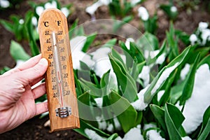 Gardener's hand holding thermometer showing three degrees against background of melting snow, green plants in early spring.