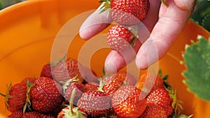 Gardener's hand holds in his palms a handful of red strawberries in summer in garden. Gardener collects fresh