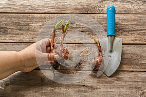 Gardener's hand holds oriental lily bulbs