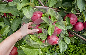 Gardener& x27;s hand picking green apple from tree. Apple orchard, harvest time. Red ripe apples on apple tree