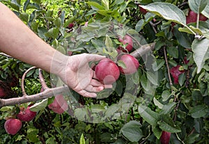 Gardener& x27;s hand picking red apple from tree. Apple orchard, harvest time.