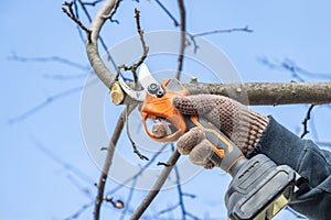 Gardener\'s hand prunes and cuts branches of a tree in the garden with using electric battery powered pruning secateurs.