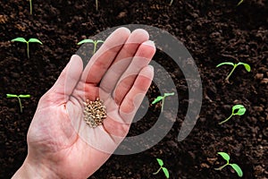 Gardener's hand with seeds, planting tomato seeds in soil.