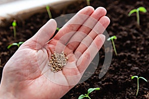 Gardener's hand with seeds, planting tomato seeds in soil.