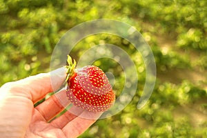 The gardener`s hand shows red strawberries in the summer in the garden close-up. The farmer collects delicious ripe berries