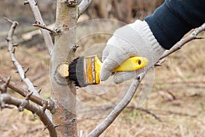 Gardener\'s hand smudging with brush with garden wax or wood tar wounds on the branches and trunks of fruit tree.