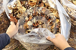 Gardener`s hands clean and stack autumn leaves in full white garbage bags. Seasonal cleaning of foliage