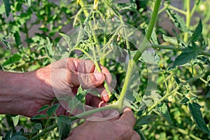 Gardener`s hands cutting off small additional suckers and branches on tomato bush on summer sunny day.. Increasing