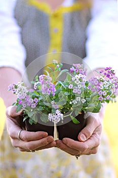 Gardener's Hands holding Pot of Sweet Alyssum Flowers