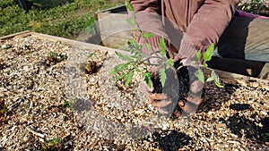gardener\'s hands holding tomato plant wrapped in charcoal. biochar fertilizer for vegetable garden