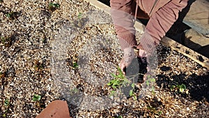 gardener\'s hands holding tomato plant wrapped in charcoal. biochar fertilizer for vegetable garden