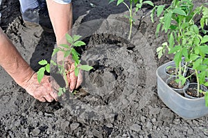 Gardener`s hands holding a tomato seedling