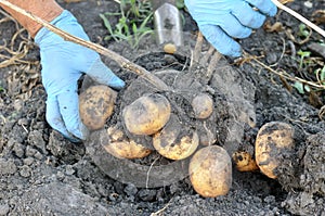 Gardener`s hands picking fresh organic potatoes