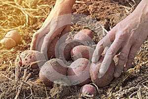 Gardener`s Hands Picking Fresh Organic Potatoes