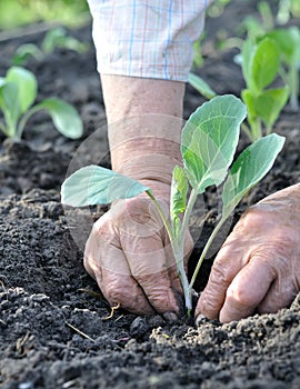 Gardener`s hands planting a cabbage seedling