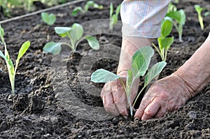 Gardener`s hands planting a cabbage seedling