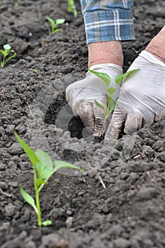 Gardener`s hands planting a pepper seedling