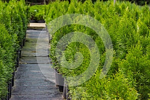 Gardener`s path between green saplings of thuja western smaragt