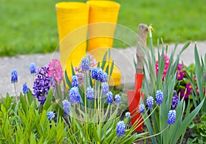 The gardener's yellow rubber boots stand in a flower bed among flowering hyacinths