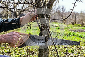 Gardener saws off the extra branches photo