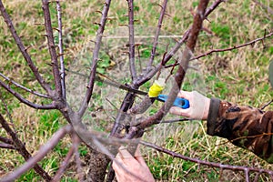 A gardener saws off the trunk of a fruit tree to graft the cuttings onto the scion