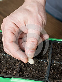 Gardener, seeding plants in a pot.