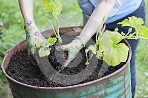 Gardener set plants in soil of steel barrel, close up view at hands with gloves holding seeds