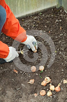 Gardener sets onion in soil at field