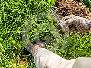 Gardener sets up a mole trap on the lawn in mole hole. Step 3 by step instruction.