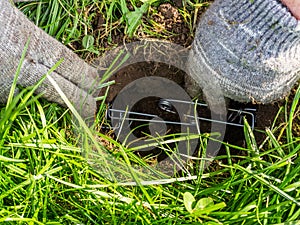 Gardener sets up a mole trap on the lawn in mole hole. Step 4 by step instruction.