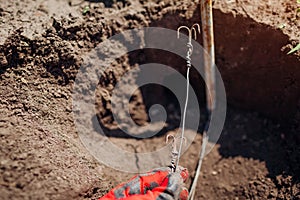 Gardener sets up mole trap in runway using metal hooks. Placing trapping in holes under soil