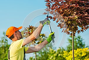 Gardener Shaping Trees