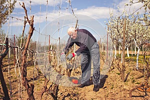 Gardener with a sharp pruner making a grape pruning