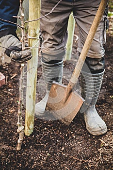 Gardener with a shovel planting a young apple tree