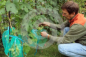 Gardener sits and covers green grape bunches in protective bags