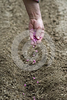 Gardener sows seeds in soil