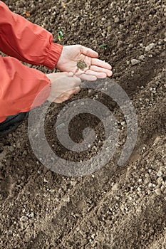 Gardener sows seeds in soil photo