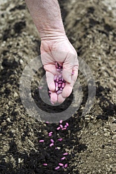 Gardener sows seeds in soil photo