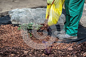 Gardener spills mulch under bush