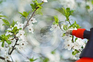 Gardener with spraying a blooming fruit tree against plant diseases and pests. Use hand sprayer with pesticides in the