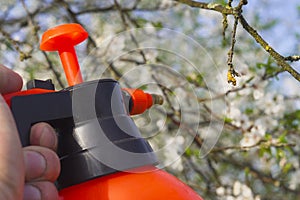 Gardener with spraying a blooming fruit tree against plant diseases and pests. Use hand sprayer with pesticides in the