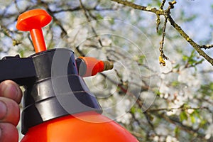 Gardener with spraying a blooming fruit tree against plant diseases and pests. Use hand sprayer with pesticides in the