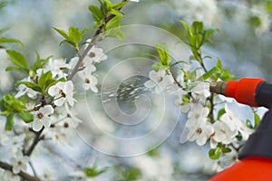 Gardener with spraying a blooming fruit tree against plant diseases and pests. Use hand sprayer with pesticides in the