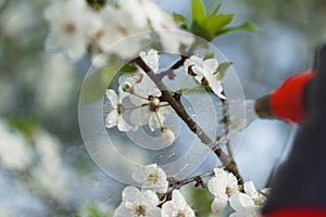 Gardener with spraying a blooming fruit tree against plant diseases and pests. Use hand sprayer with pesticides in the