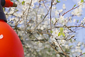 Gardener with spraying a blooming fruit tree against plant diseases and pests. Use hand sprayer with pesticides in the