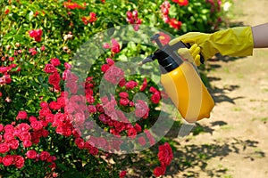 Gardener spraying a blooming roses. Using garden spray bottle with pesticides to control insects and plant diseases